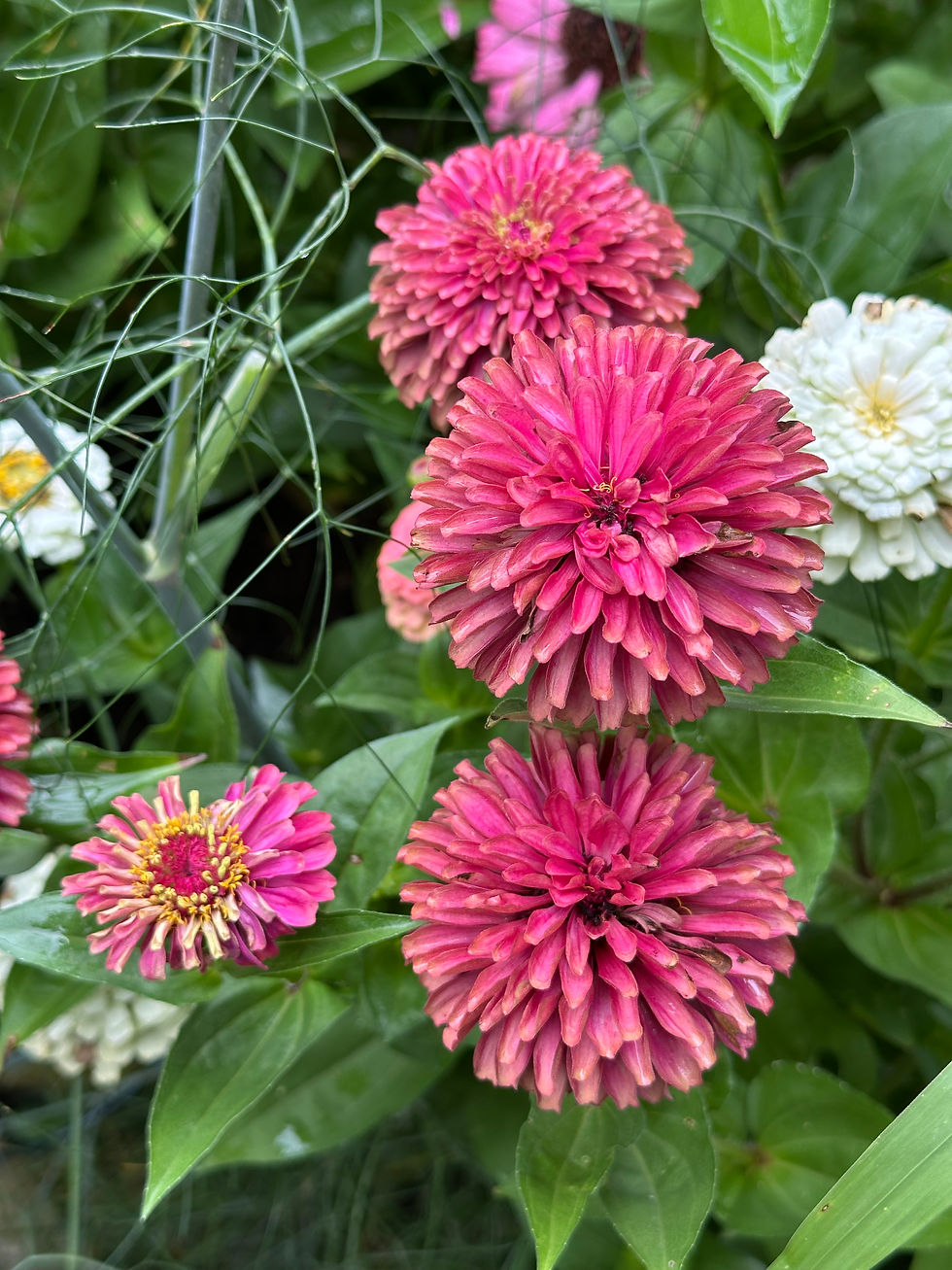 Thumbnail: Zinnia Mix