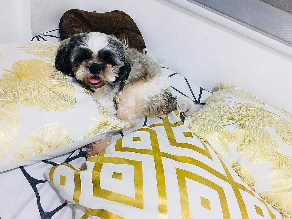 Through the eyes (and paws) of our mischievous fur baby: a day filled with playful chaos and endless love.