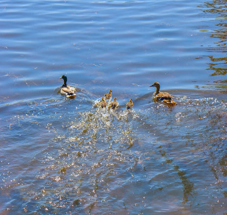 Nature's Family Portrait, 2024