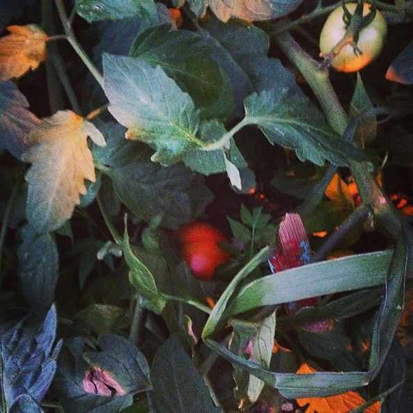 Tomatoes, 2015