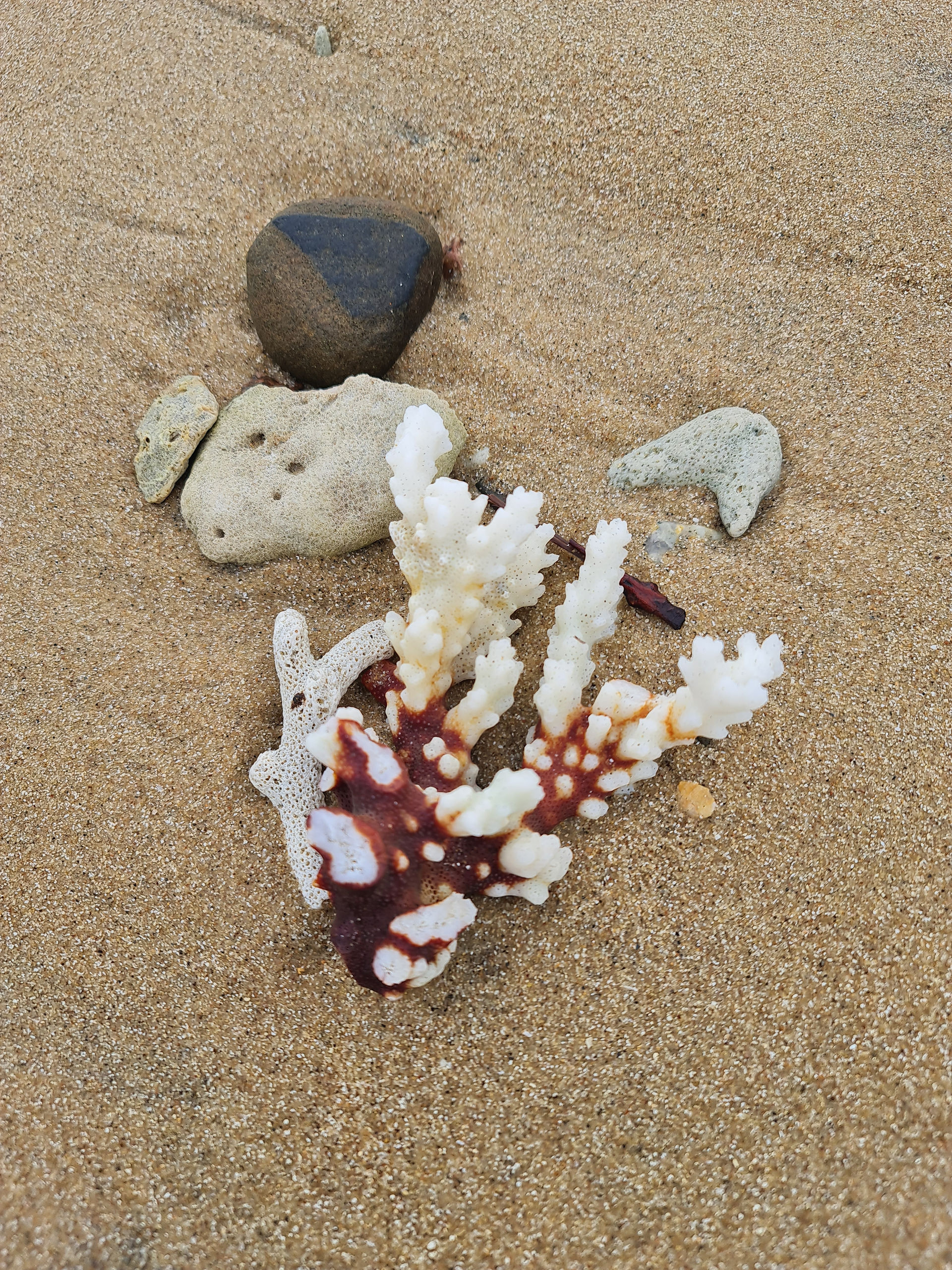 Sea shell collection