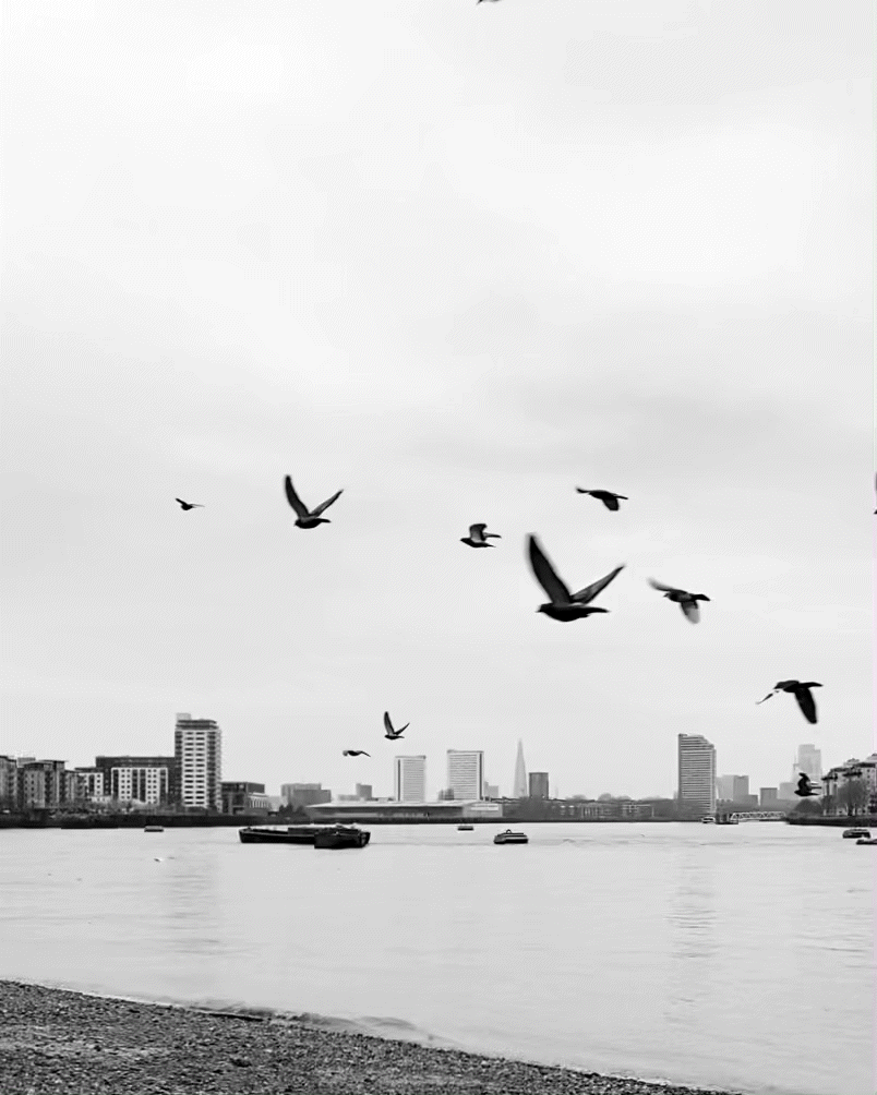 birds.gif