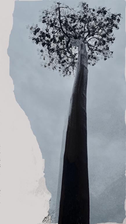 single-tree2-blue-torn small