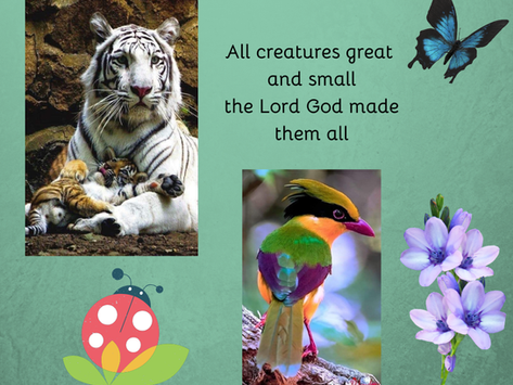 Vache a Dieu (Little Creature)