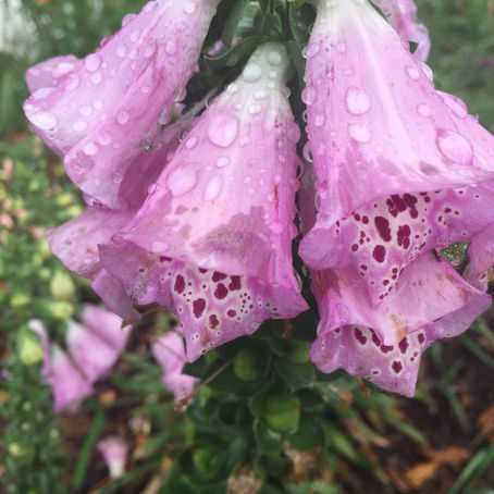 God My Sure Foundation