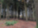 PXL_20241127_145344830.MP.jpg