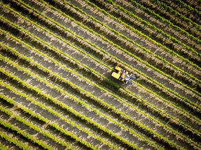 Le ballet des vendangeuses a démarré chez Rémy Martin