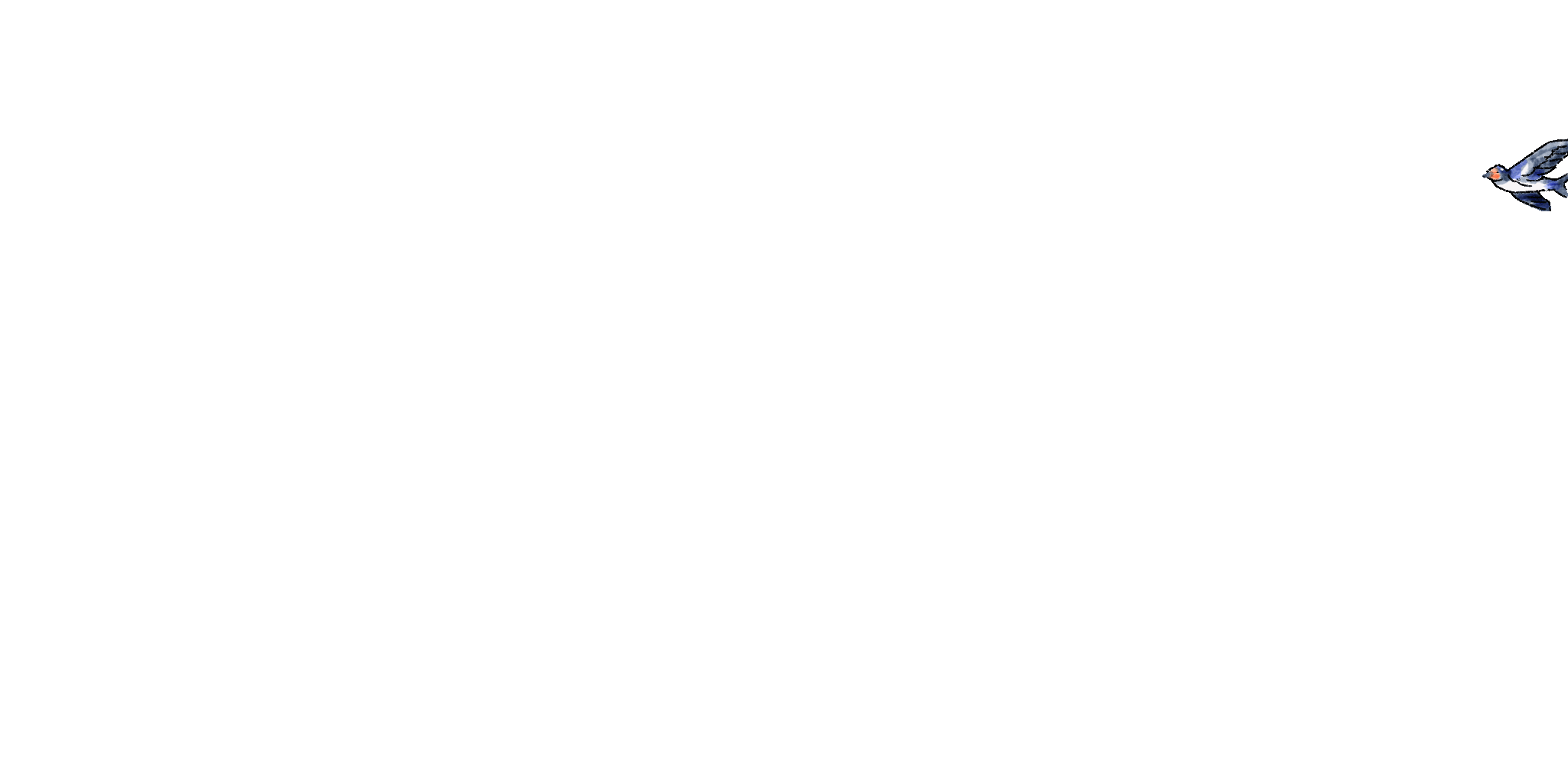 zwaluwvlucht
