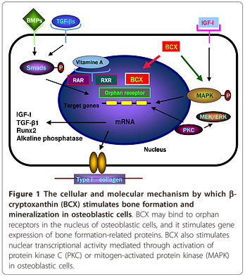 System to Improve Bone Health