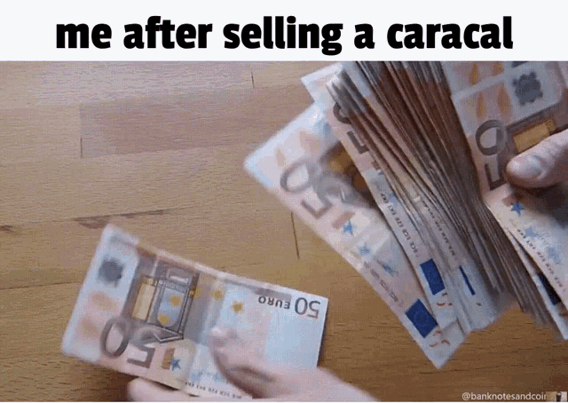 floppa-money-shower.gif