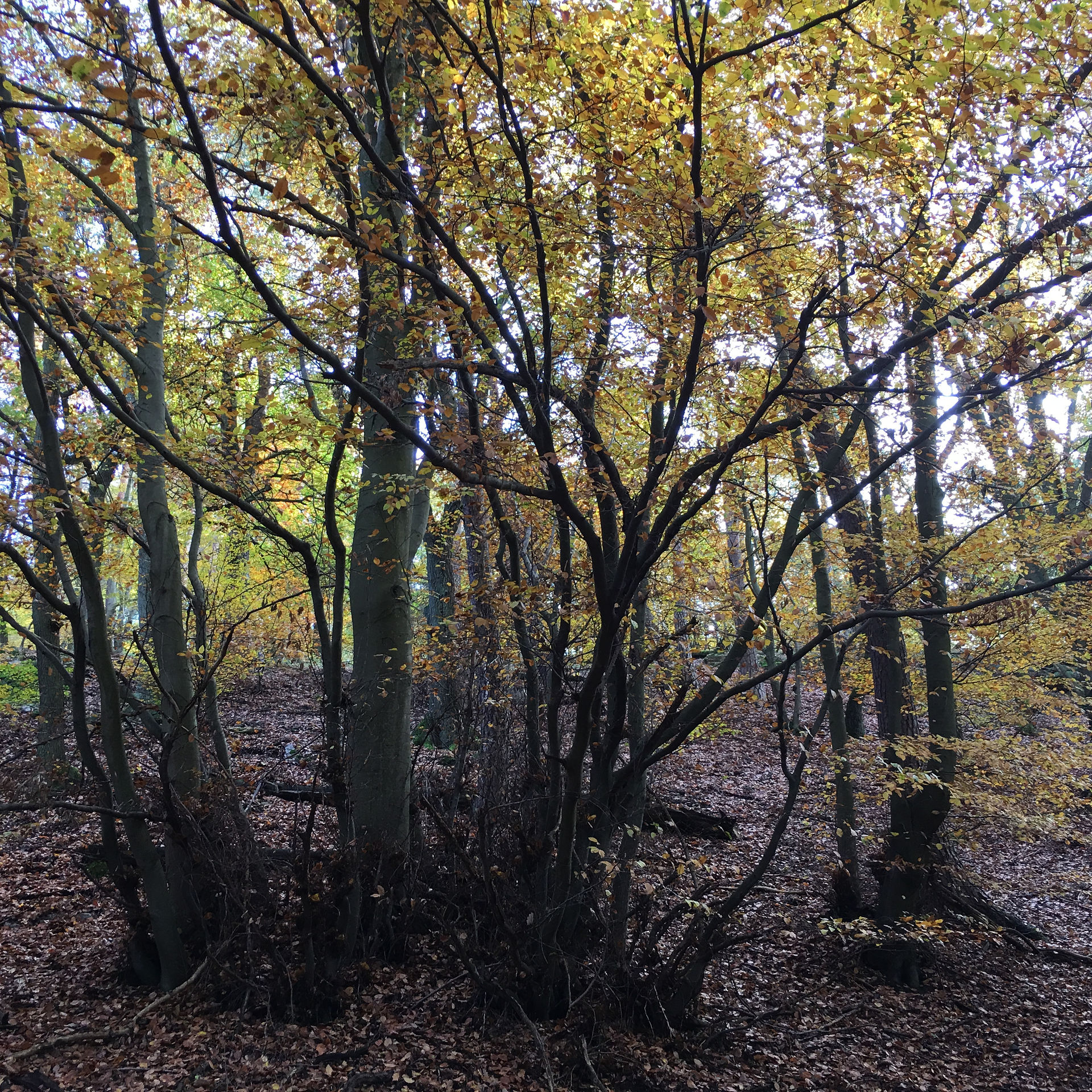 Wald4