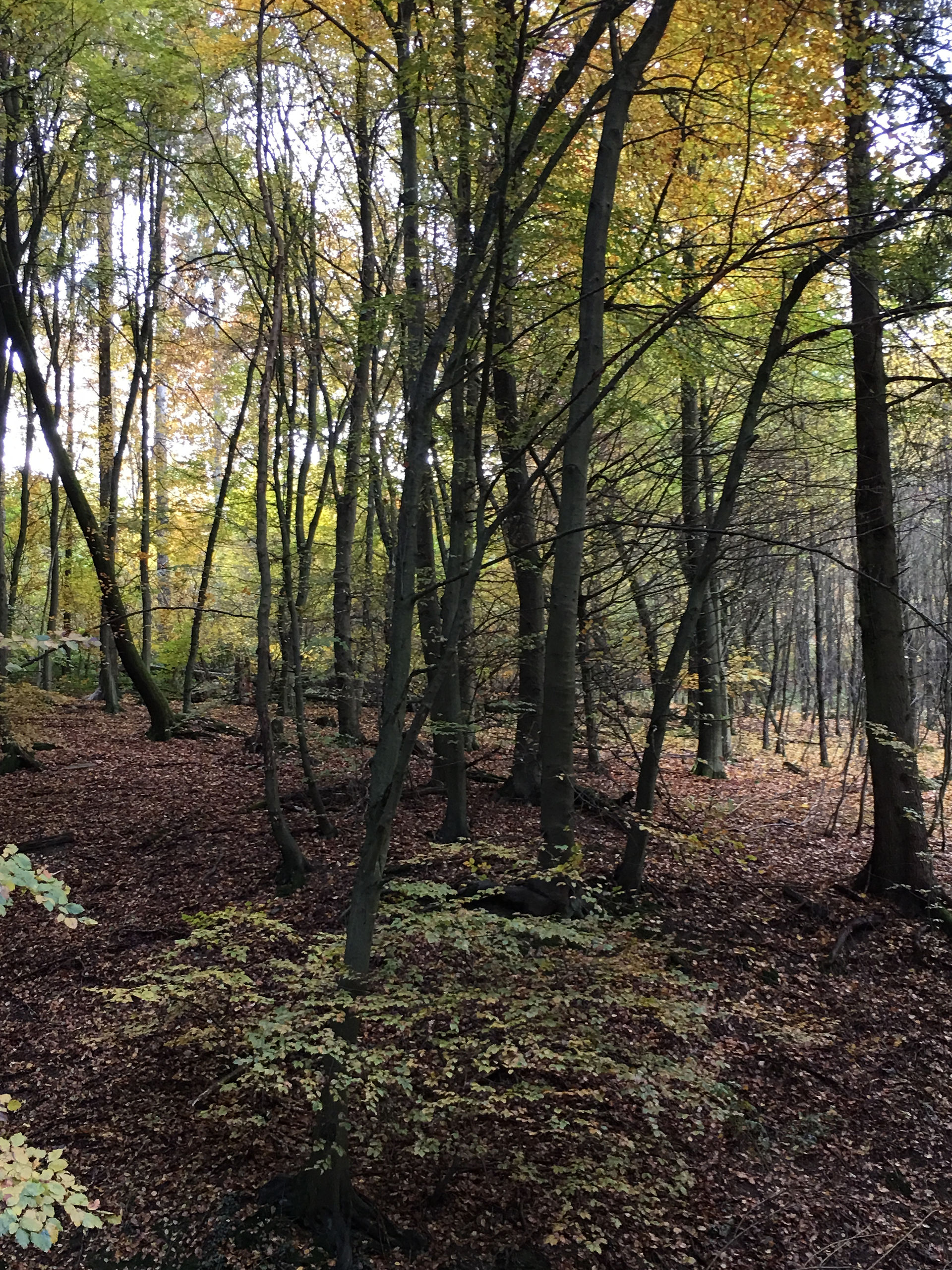 Wald6