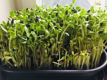 Was sind Microgreens?
