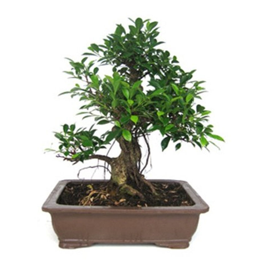 Miniatura: Mini Bonsais