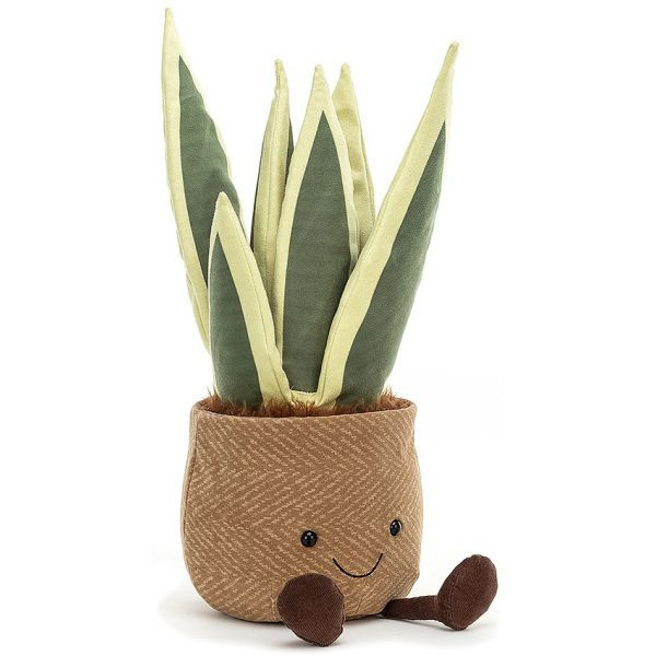 Amuseable Snake Plant