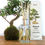 Thumbnail: Aery Living Botanical 200ml Reed Diffuser Bonsai Tree