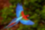 Green%20Winged%20Macaw_edited.jpg