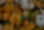 Assorted Pumpkins_edited.jpg