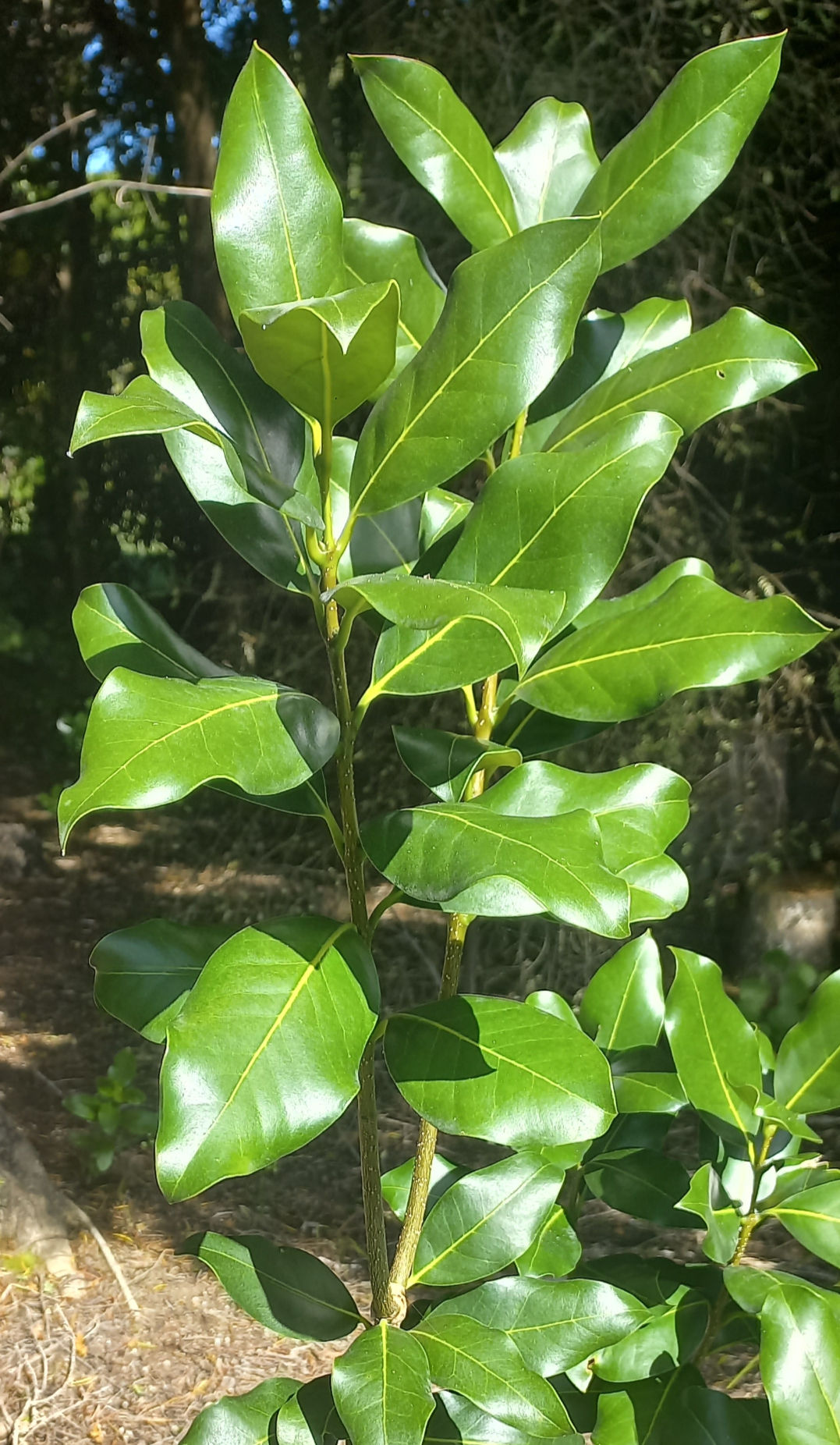 Nestegis apetala - Coastal maire