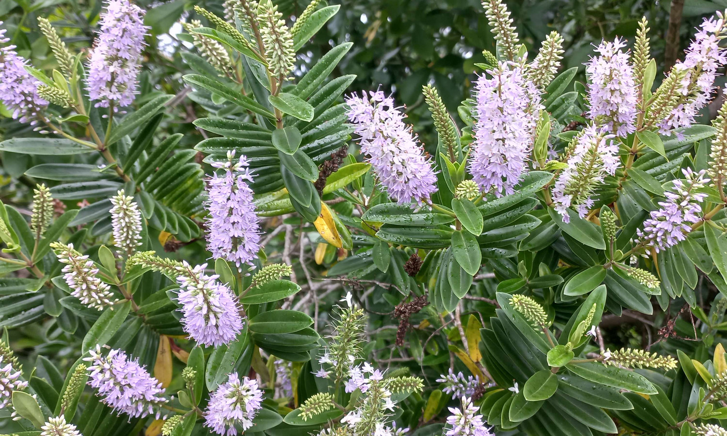 HOME Ngataki Native Plants Kaitaia