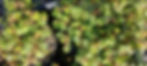 Thumbnail: Acaena microphylla - Bronze NZ Burr