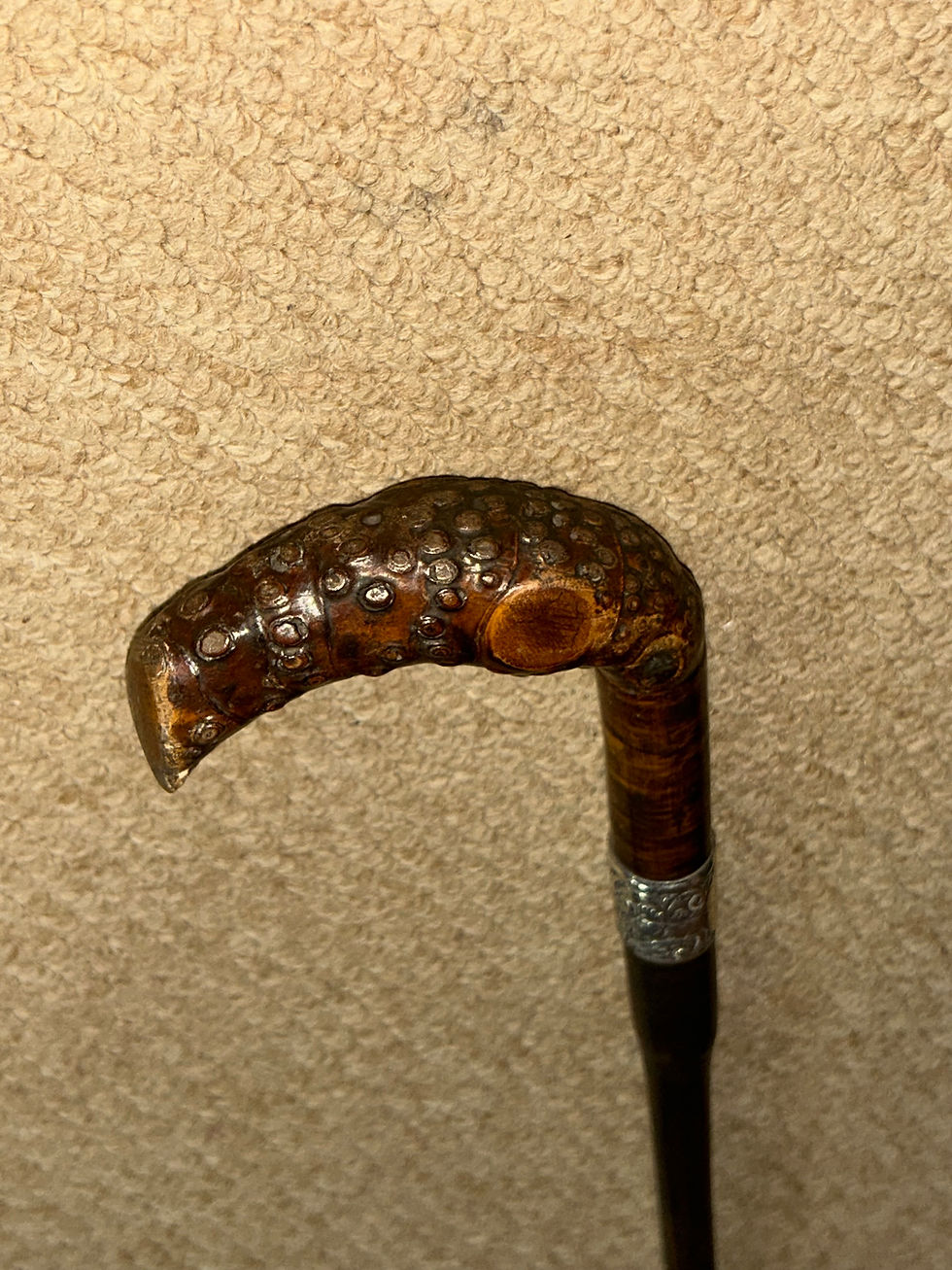 Thumbnail: Victorian Walking Stick Root Burl Handle Hallmarked 1896 Silver Repousse Collar