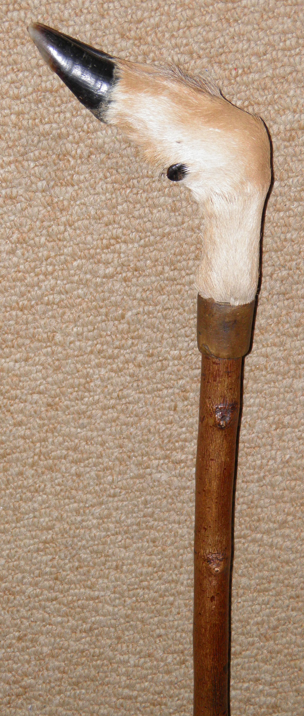 Thumbnail: Antique Rustic Fruitwood Walking Stick / Cane - Taxidermy Deer Hoof Handle 100cm