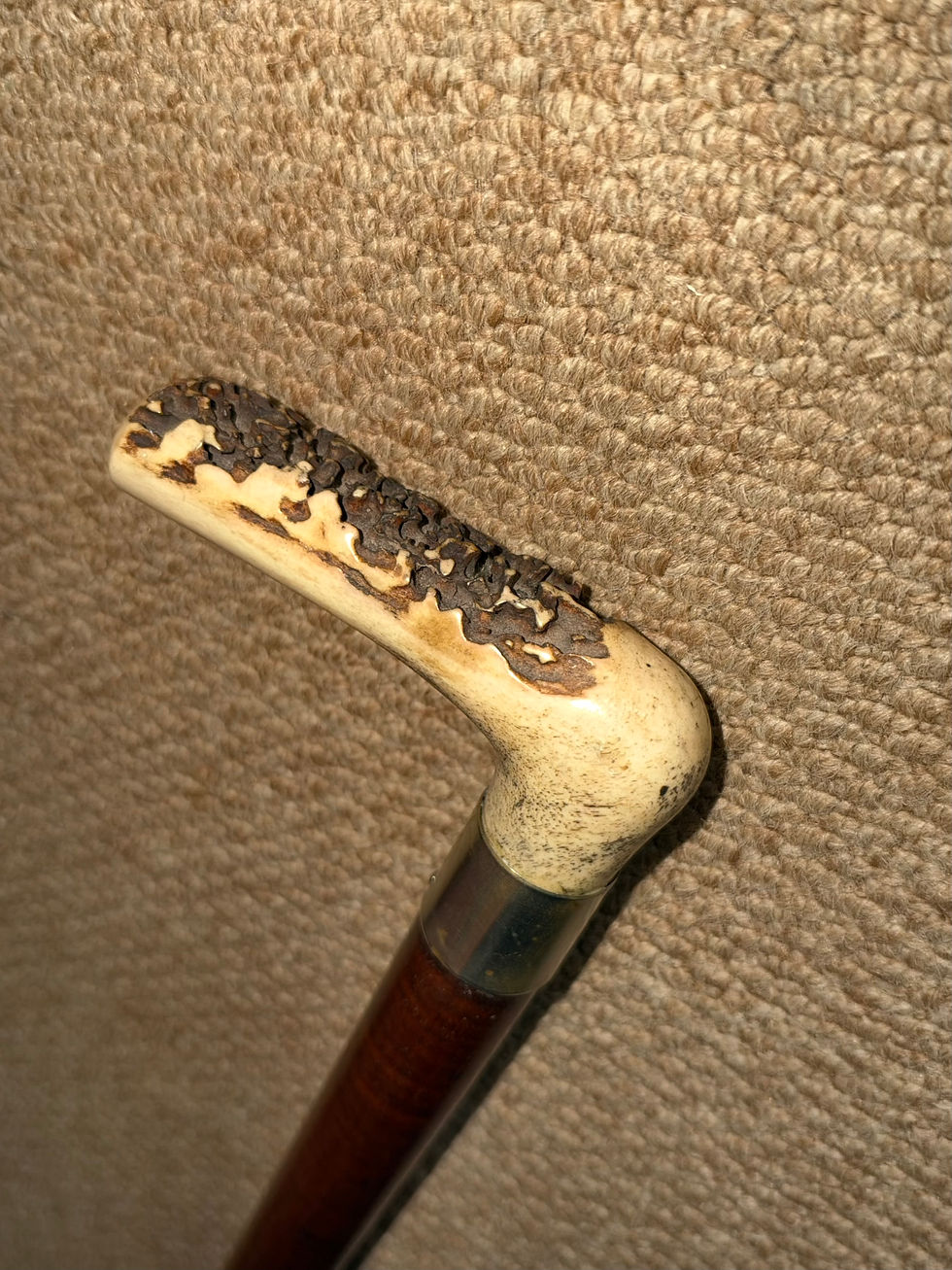 Thumbnail: Antique Gents Tigerwood Walking Stick Cane Antler Handle & Nickel Silver Collar