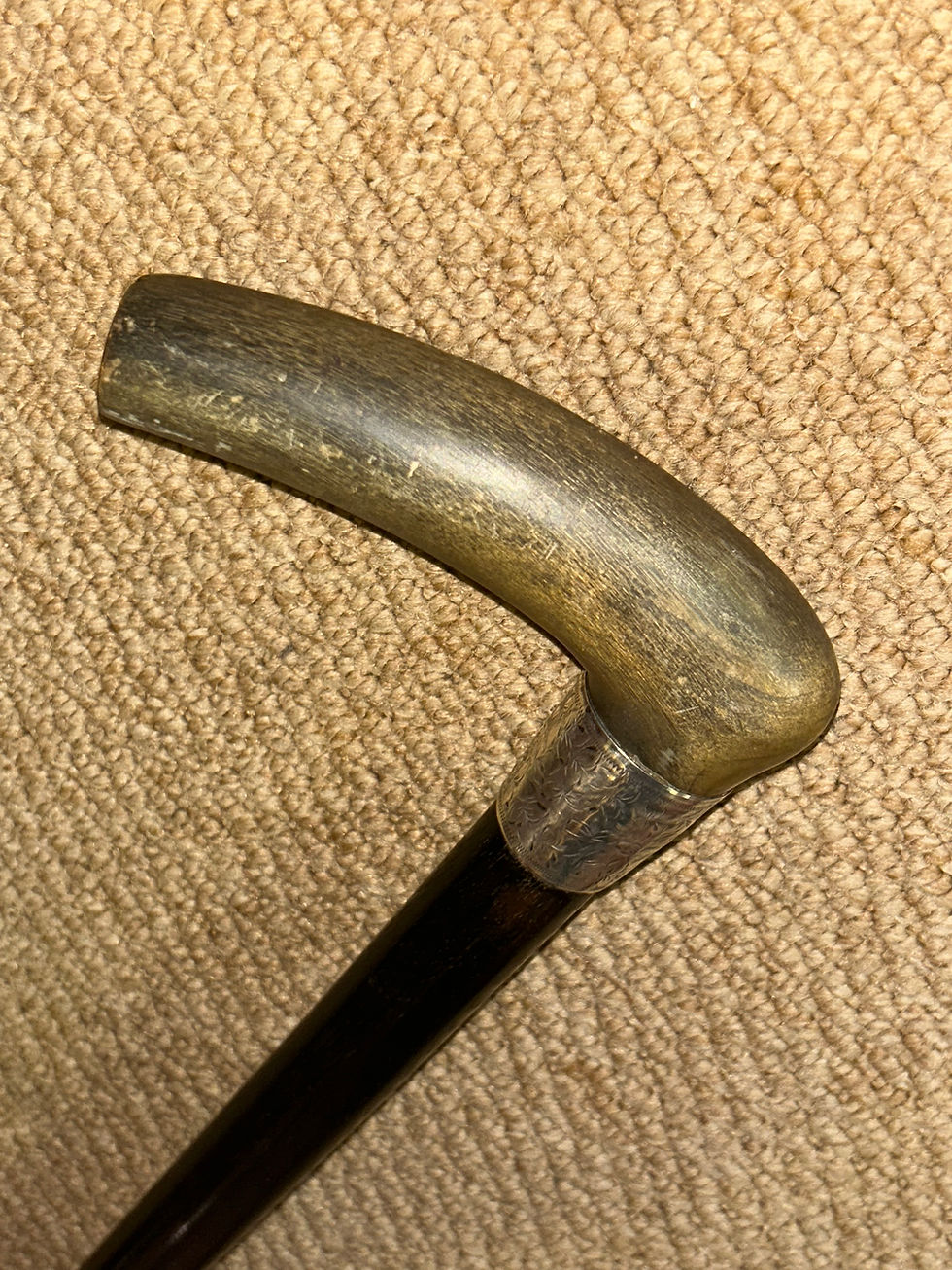 Thumbnail: Edwardian Walking Stick Bovine Horn Handle & Hallmarked 1901 Silver Leaf Collar