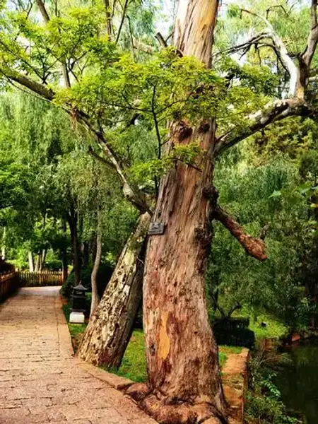 Yushui Village