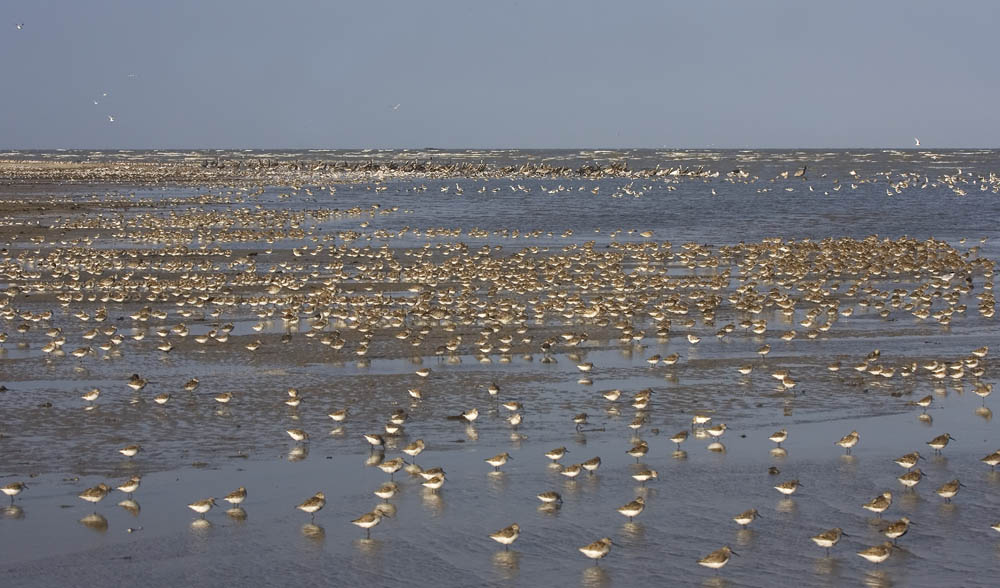 Birding by Impression