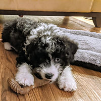 past puppy 15.jpg