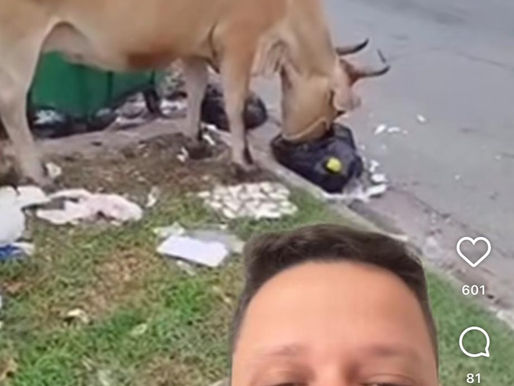 Animais soltos assustam moradores nos bairros do Guarujá