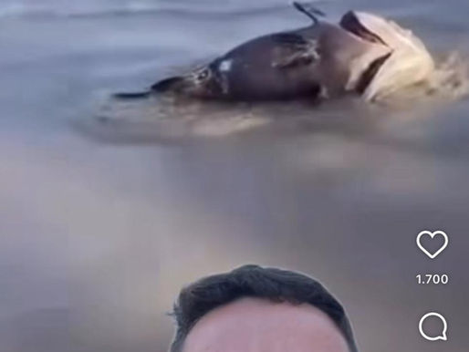Peixe conhecido como garoupa Golias é encontrada na praia próximo ao morro do Maluf