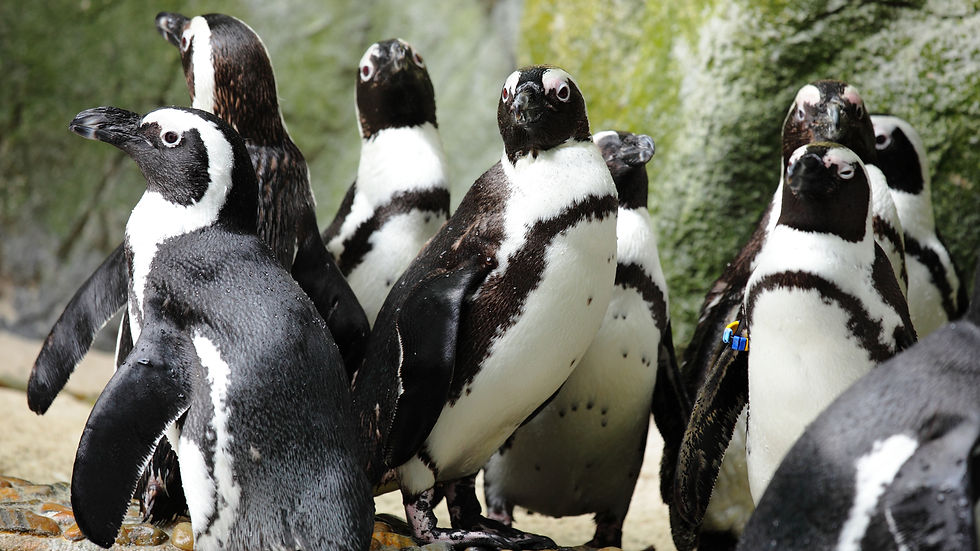 African penguins at Boulders Beach near Cape Town
