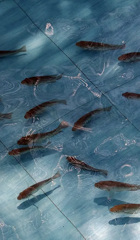 Brook Haven Farm | Fresh Tilapia 2