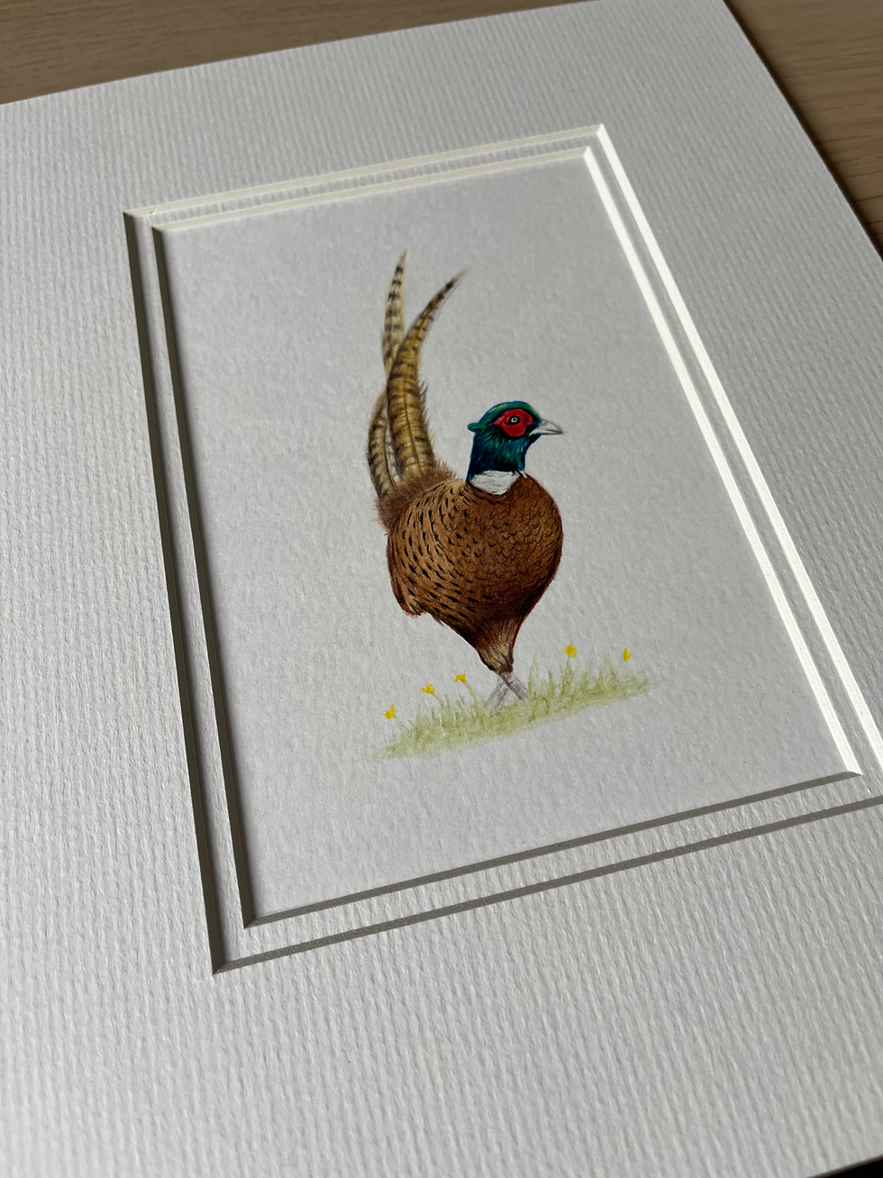 Thumbnail: Pheasant original drawing 