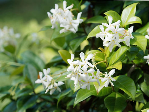 star-jasmine-trachelospermum.jpg