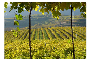 Diamond Milano Mix Sparkling wine