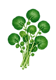 Untitled design (1).png