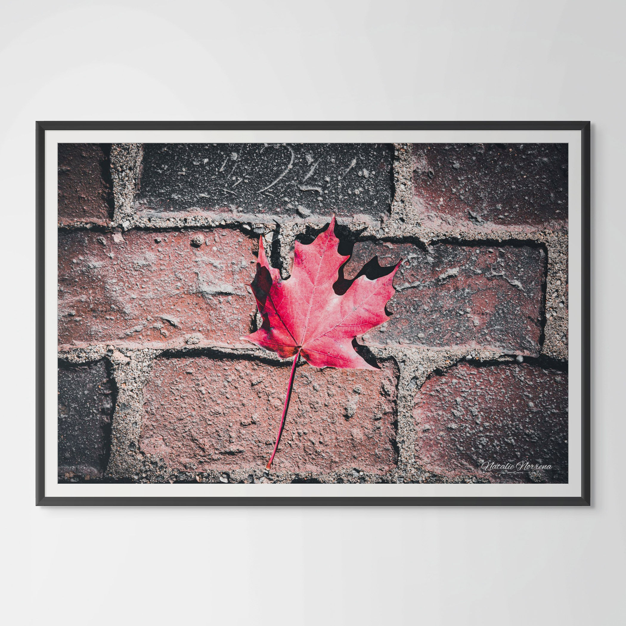 Red Maple Leaf in Boston Common Giclée Print: A Moment of Urban Nature