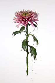 Kreativität entfalten: Junior-Kurse für junge Talente in Fotografie Visuelle Medien und Musik