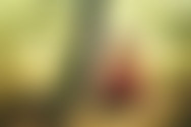 Série: Perdi o compasso, como é mesmo que se dança?
“O mundo é Bom”