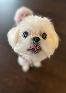 small white cute dog
