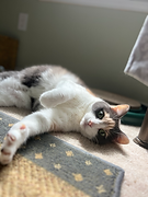 a calico cat lying down on its side. the cat is white with gray and brown markings