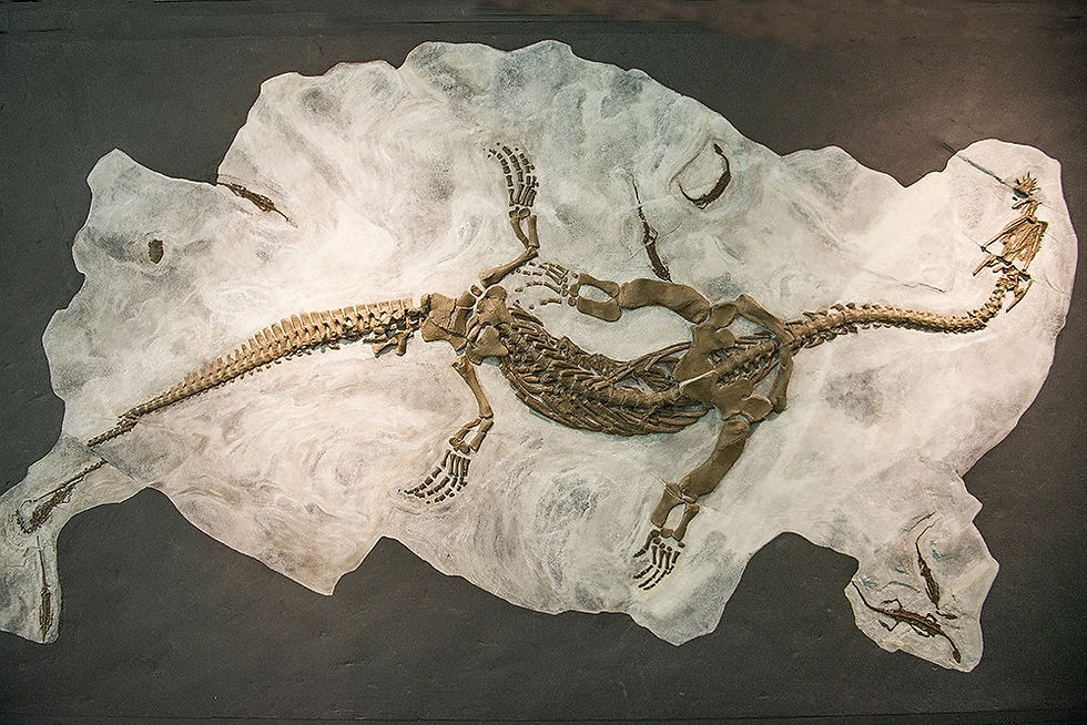 Marine Reptile from Monte San Giorgio, Switzerland – Image by Ko Hon Chiu Vincent