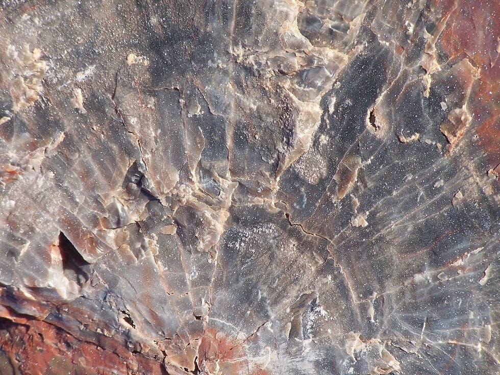 Example of Fossilised Wood