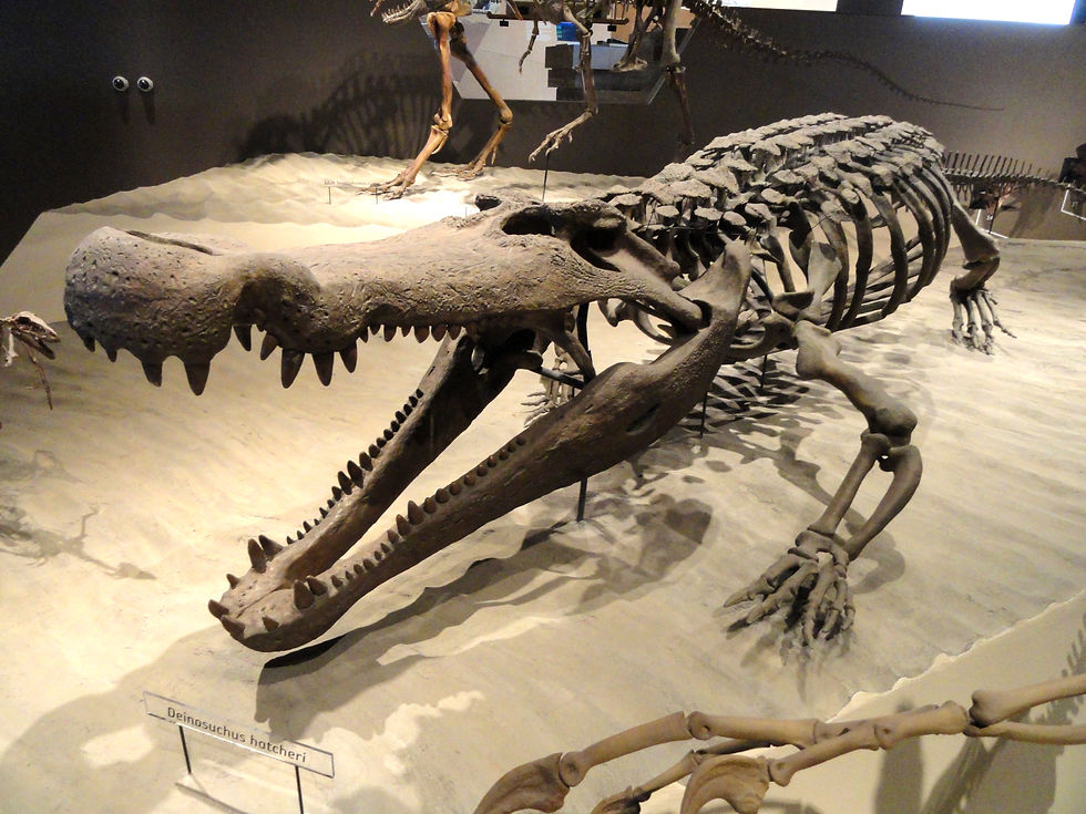 "Dinosaur-killing crocodile" Example of Deinosuchus from Natural History Museum of Utah – Image by Daderot