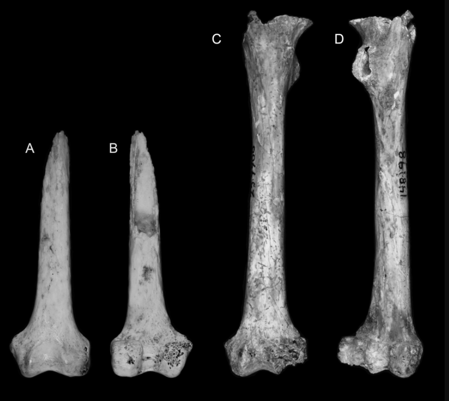 Example Xenothrix mcgregori femora found in the Long Mile Cave, Jamaica – Image by Cooke, Siobhán & Mychajliw, Alexis & Southon, John & MacPhee, Ross