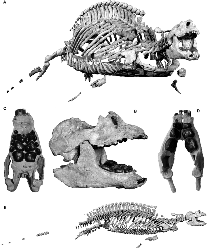 Placodus gigas Agassiz, 1839 paratype skeleton from the Upper Muschelkalk, Fassanian, Middle Triassic marine deposits of Steinsfurt, BadenWürttemberg, southern Germany - Image by Cajus Diedrich
